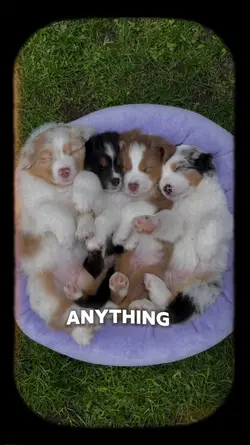 Cute Animal Trend