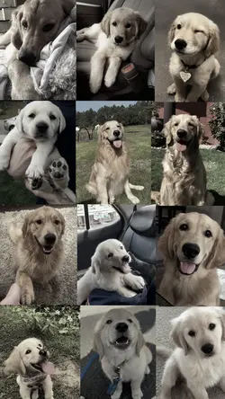 Rip My dog Too