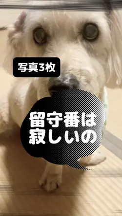 留守番してる犬の気持ち