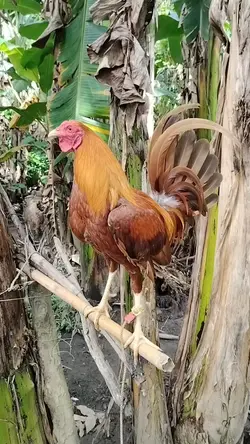musika sa tainga