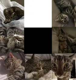 tabby cat girl