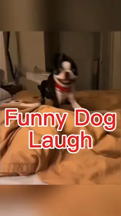 Funny dog