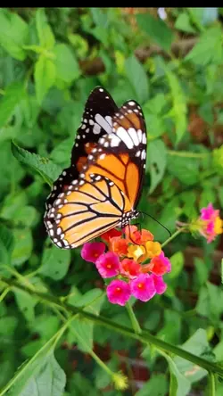 flower's