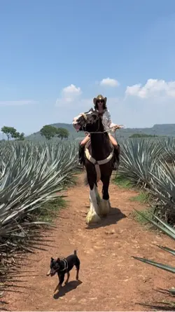 Cowboy 