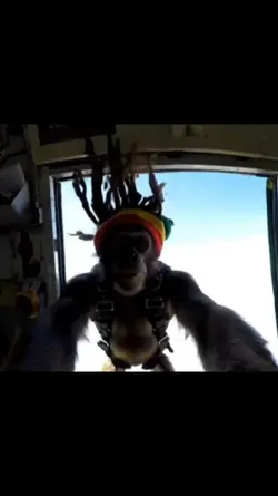 RASTA MONKEY 
