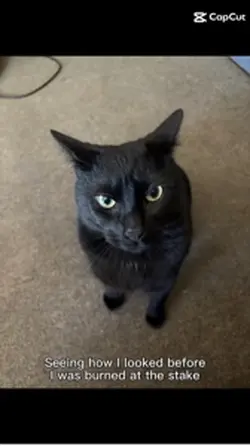 Salem Witch Cat 🐈‍⬛ 🧙 