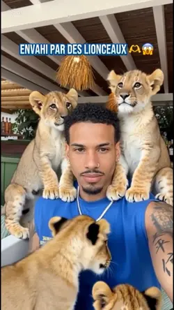 Lionceaux IA 