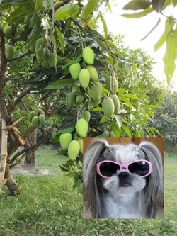 ลักมะม่วงดีกว่า🥭