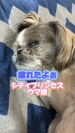 シティプリンセス ウマ娘