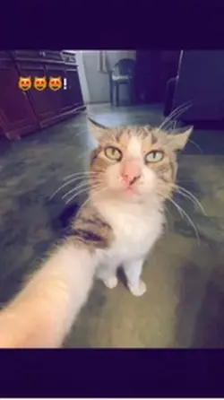 Gato.