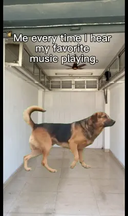 dancing dog