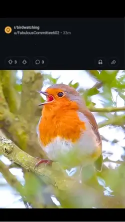 saw bird