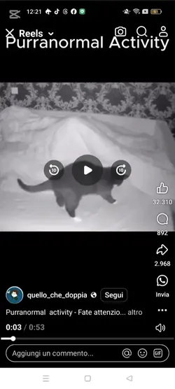 paranormali cat