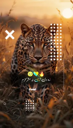 ځار دی شم غربته
