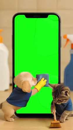 Cat and dog
