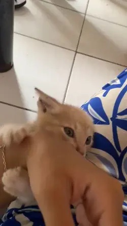 amo gatinhos