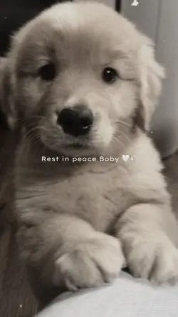 Rest in peace
