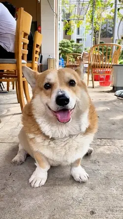 Cute dog