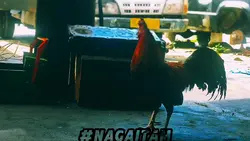 naga itam kuot
