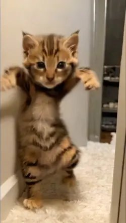 KUCING JOGET