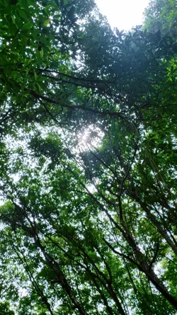 Mangrove Vlog