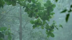 Soothing Rain