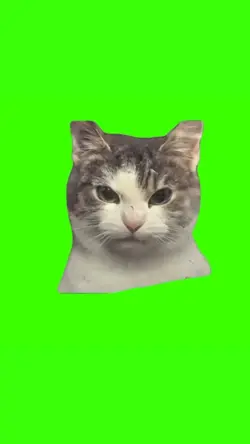 angry cat meme
