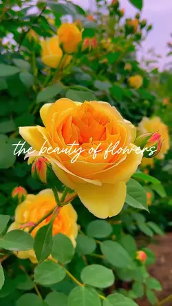 The beauty of flower