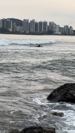 Surfista 