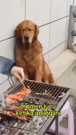 anjing golden lucu