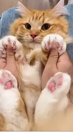 Funny And cute