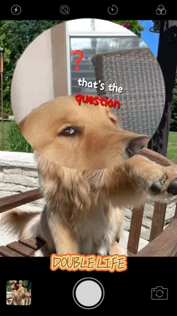 My Dog Double Life