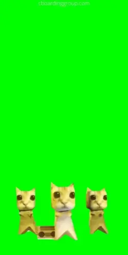 gatos dançando 