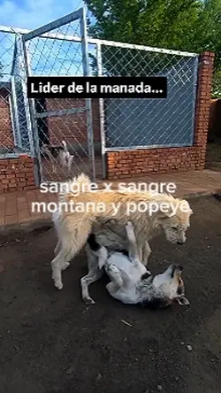 Sangre x Sangre Can