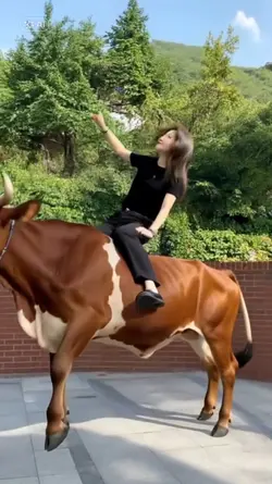 Riding a bull