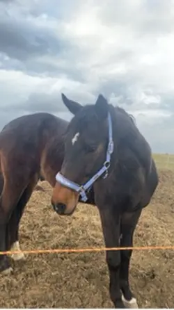 Horses❤️
