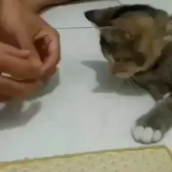 Smart cat 