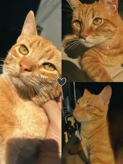 3 foto