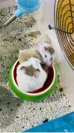Hamster cute