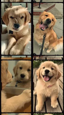 My Dog Friend 