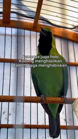 hobi kicau