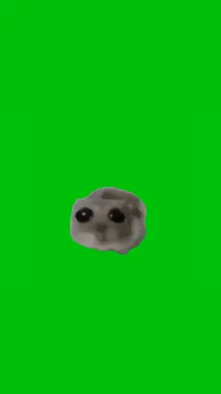 Sad Hamster 9:16