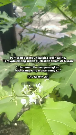 berkebun