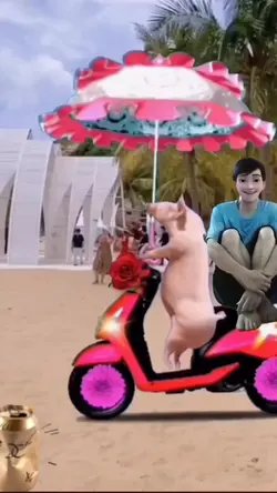Đi biển cùng heo