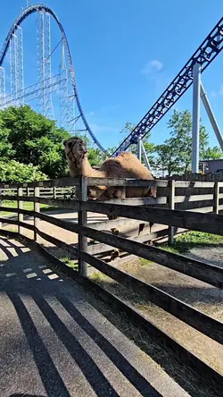 Hump Day 