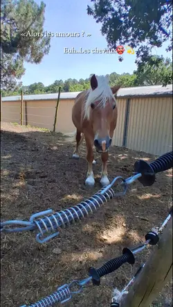 chevaux
