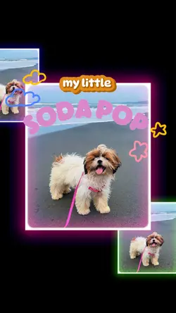 my little soda pop