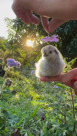 ternak ayam
