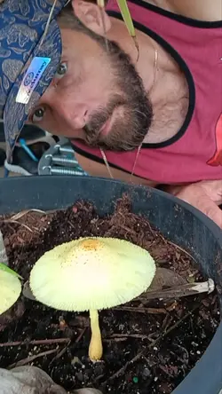 Mushroom Opener
