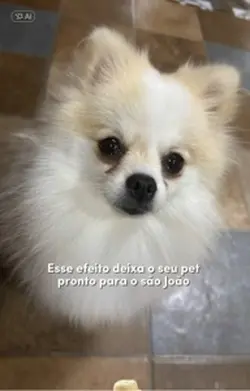 Pet versão Junina 🐶